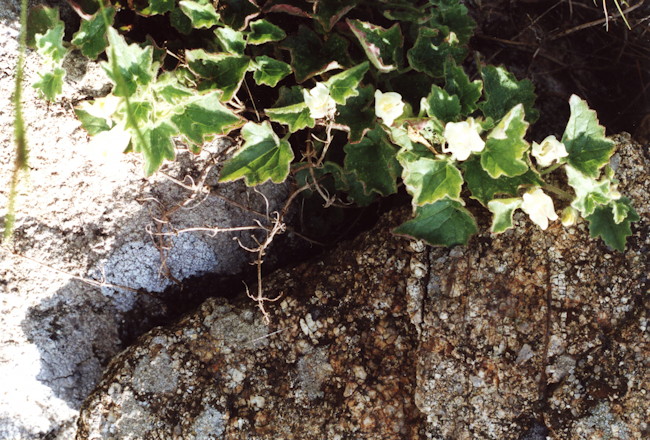 02 Leeuwarden verkleind