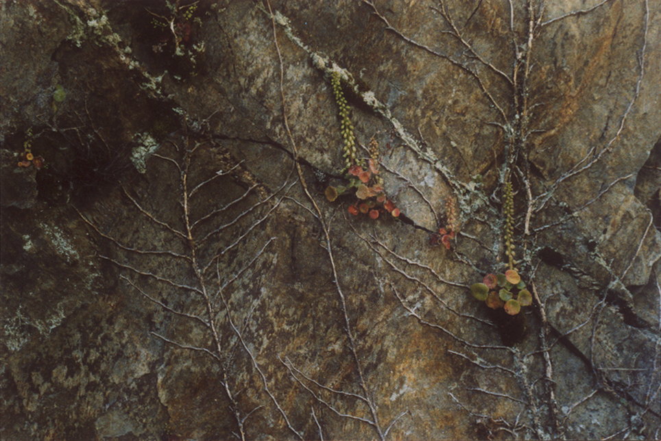 planten op een rots illustratie bij gedicht vlissingen